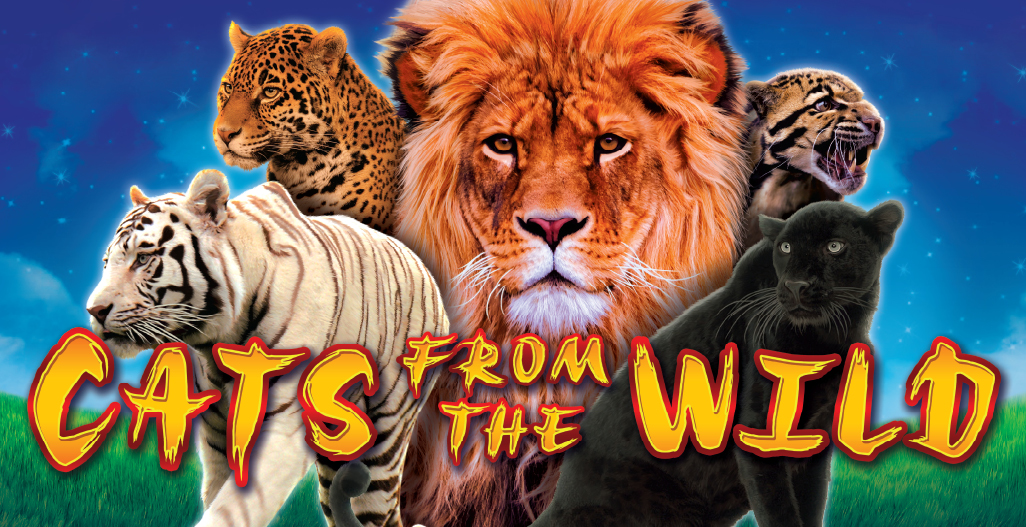 Cats from the Wild
